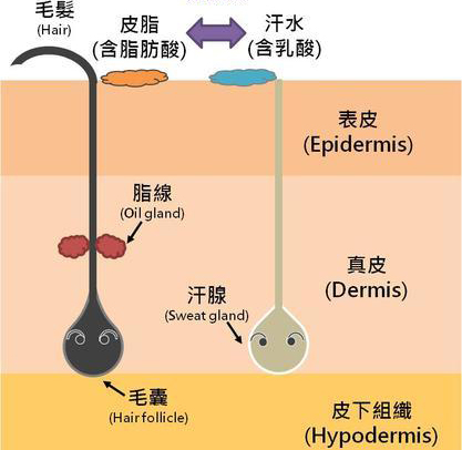 美薏升去红血丝淡斑